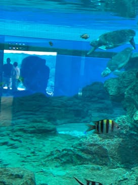 名古屋港水族館に投稿された画像（2021/8/10）