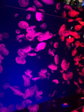 名古屋港水族館に投稿された画像（2021/8/10）