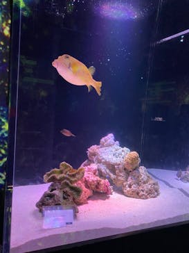 マクセル アクアパーク品川に投稿された画像（2021/8/10）