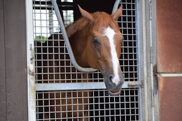 ノーザンホースパークに投稿された画像（2021/8/10）