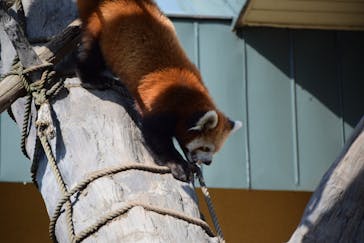 旭川市旭山動物園に投稿された画像（2021/8/10）
