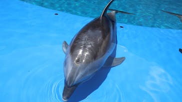 大分マリーンパレス水族館 「うみたまご」に投稿された画像（2021/8/10）