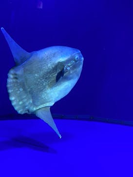 サンシャイン水族館に投稿された画像（2021/8/10）