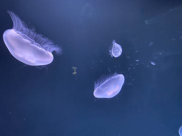 サンシャイン水族館に投稿された画像（2021/8/10）
