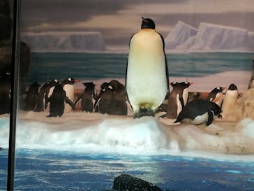 名古屋港水族館に投稿された画像（2021/8/10）