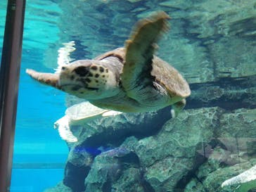 名古屋港水族館に投稿された画像（2021/8/10）