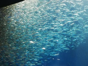 名古屋港水族館に投稿された画像（2021/8/10）