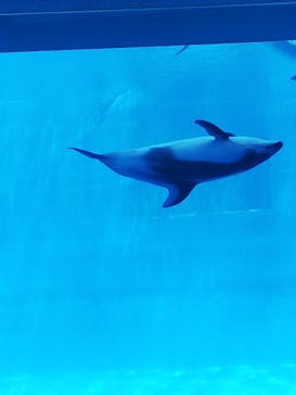 名古屋港水族館に投稿された画像（2021/8/10）