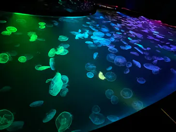 すみだ水族館に投稿された画像（2021/8/10）