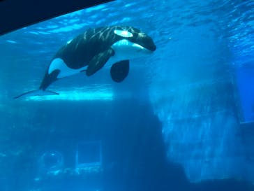 名古屋港水族館に投稿された画像（2021/8/10）
