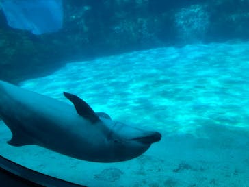 名古屋港水族館に投稿された画像（2021/8/10）