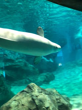 名古屋港水族館に投稿された画像（2021/8/10）
