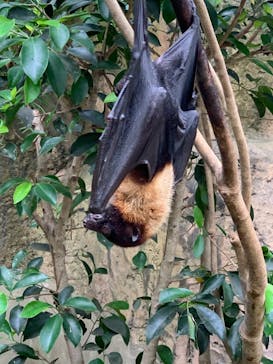 長崎バイオパークに投稿された画像（2021/8/10）