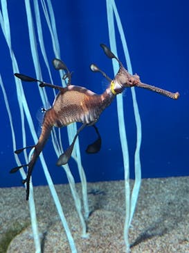 サンシャイン水族館に投稿された画像（2021/8/10）