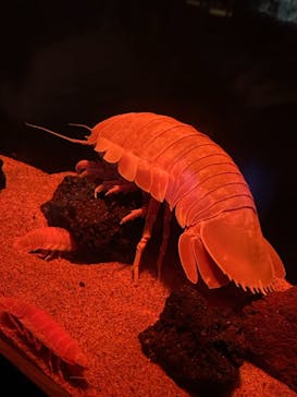 サンシャイン水族館に投稿された画像（2021/8/10）