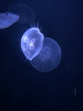 サンシャイン水族館に投稿された画像（2021/8/10）