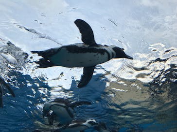 サンシャイン水族館に投稿された画像（2021/8/10）