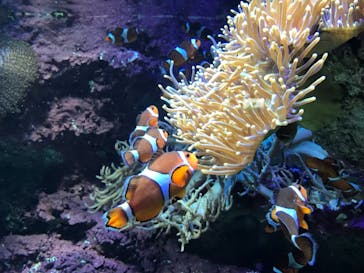 サンシャイン水族館に投稿された画像（2021/8/10）