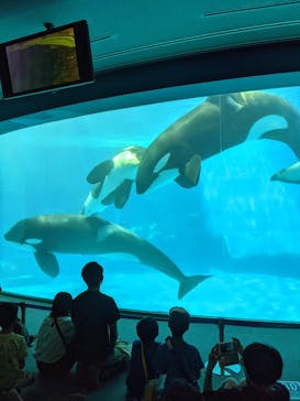 名古屋港水族館に投稿された画像（2021/8/10）