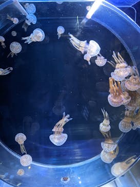 名古屋港水族館に投稿された画像（2021/8/10）