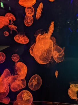 名古屋港水族館に投稿された画像（2021/8/10）