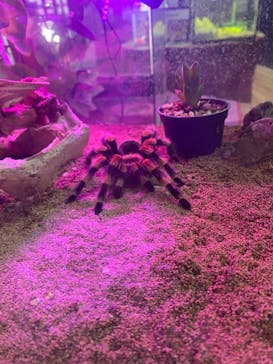 美らヤシパークオキナワ・東南植物楽園に投稿された画像（2021/8/10）