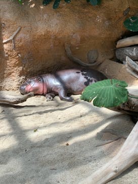 神戸どうぶつ王国に投稿された画像（2021/8/10）