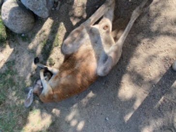 神戸どうぶつ王国に投稿された画像（2021/8/10）