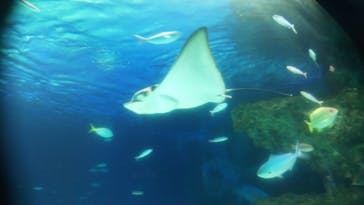 サンシャイン水族館に投稿された画像（2021/8/10）