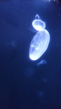 サンシャイン水族館に投稿された画像（2021/8/10）