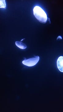 サンシャイン水族館に投稿された画像（2021/8/10）