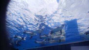 サンシャイン水族館に投稿された画像（2021/8/10）