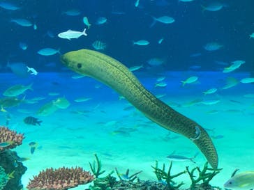 サンシャイン水族館に投稿された画像（2021/8/10）