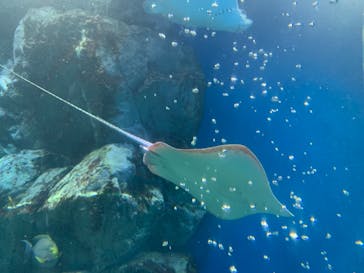 マクセル アクアパーク品川に投稿された画像（2021/8/10）