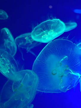 名古屋港水族館に投稿された画像（2021/8/10）