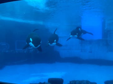 名古屋港水族館に投稿された画像（2021/8/10）
