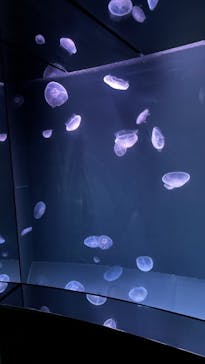 サンシャイン水族館に投稿された画像（2021/8/10）