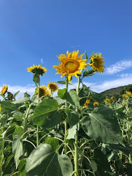 淡路ファームパーク イングランドの丘に投稿された画像（2021/8/10）