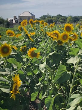 淡路ファームパーク イングランドの丘に投稿された画像（2021/8/10）