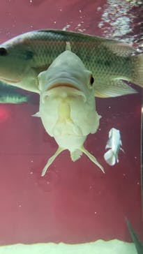 カワスイ 川崎⽔族館に投稿された画像（2021/8/10）