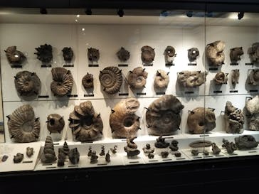 国立科学博物館に投稿された画像（2021/8/10）