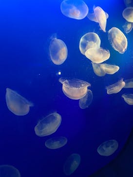 新江ノ島水族館に投稿された画像（2021/8/10）