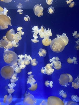 新江ノ島水族館に投稿された画像（2021/8/10）