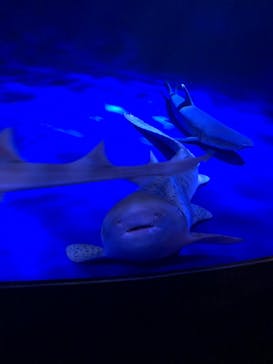 新江ノ島水族館に投稿された画像（2021/8/10）