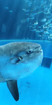 横浜・八景島シーパラダイスに投稿された画像（2021/8/10）