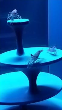 京都水族館に投稿された画像（2021/8/10）