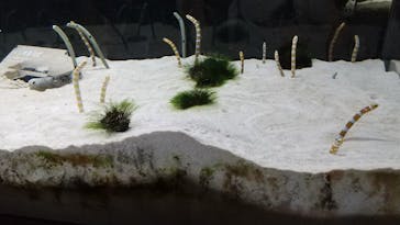 京都水族館に投稿された画像（2021/8/10）