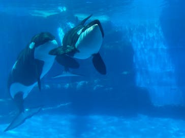 名古屋港水族館に投稿された画像（2021/8/10）