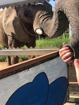 しろとり動物園に投稿された画像（2021/8/10）