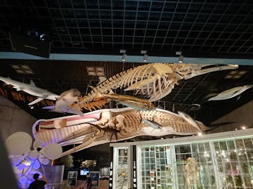 国立科学博物館に投稿された画像（2021/8/10）